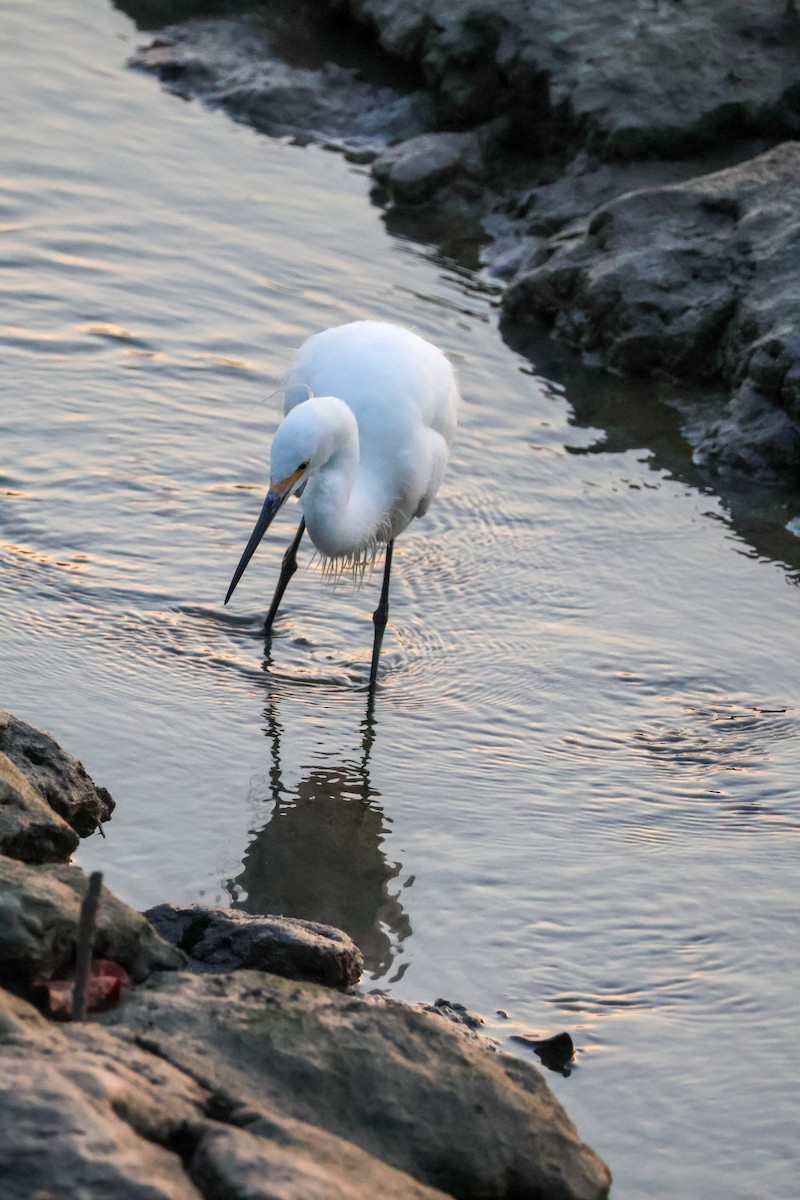 Aigrette garzette - ML620526045