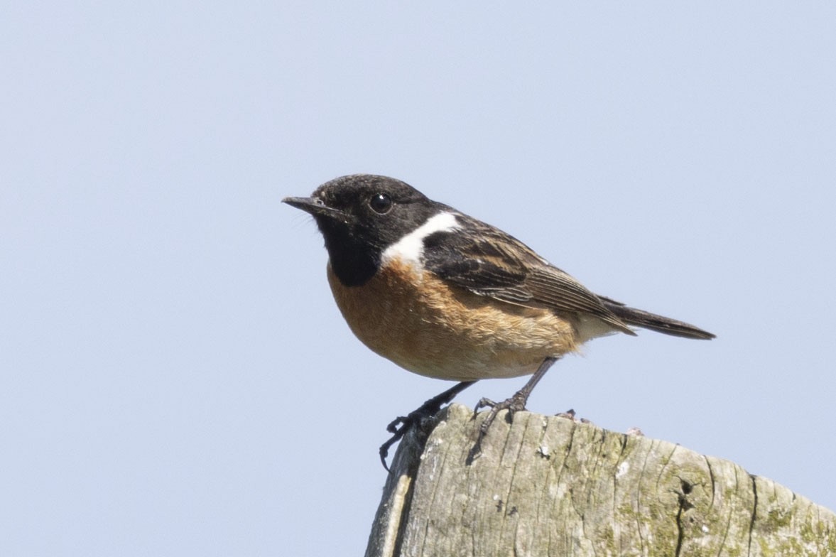 European Stonechat - Arthur Grosset