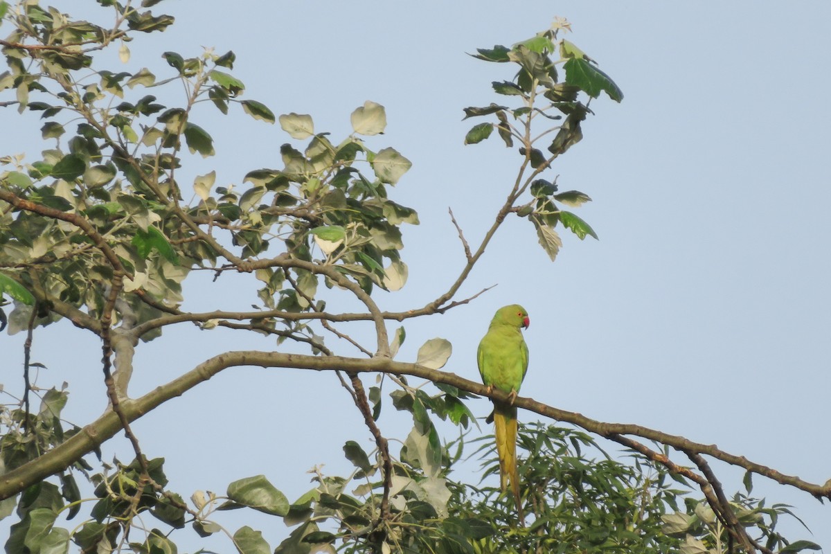 Yeşil Papağan - ML620526049