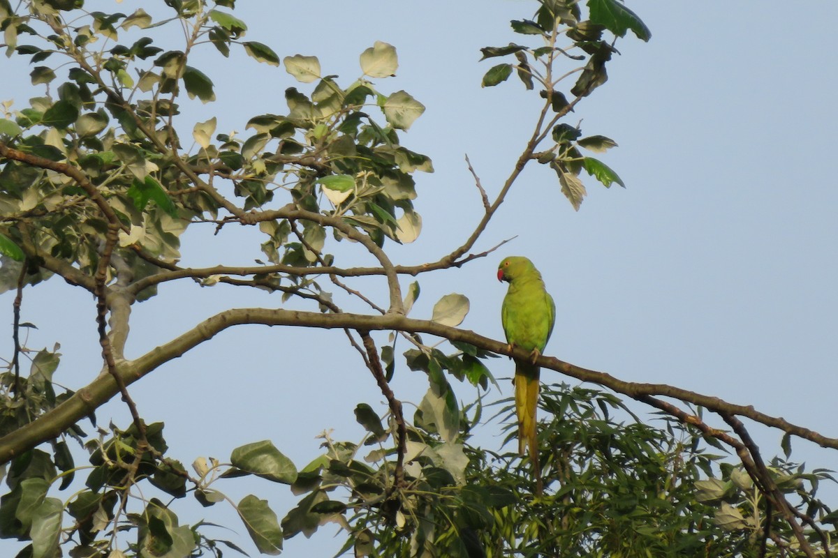 Rose-ringed Parakeet - ML620526052