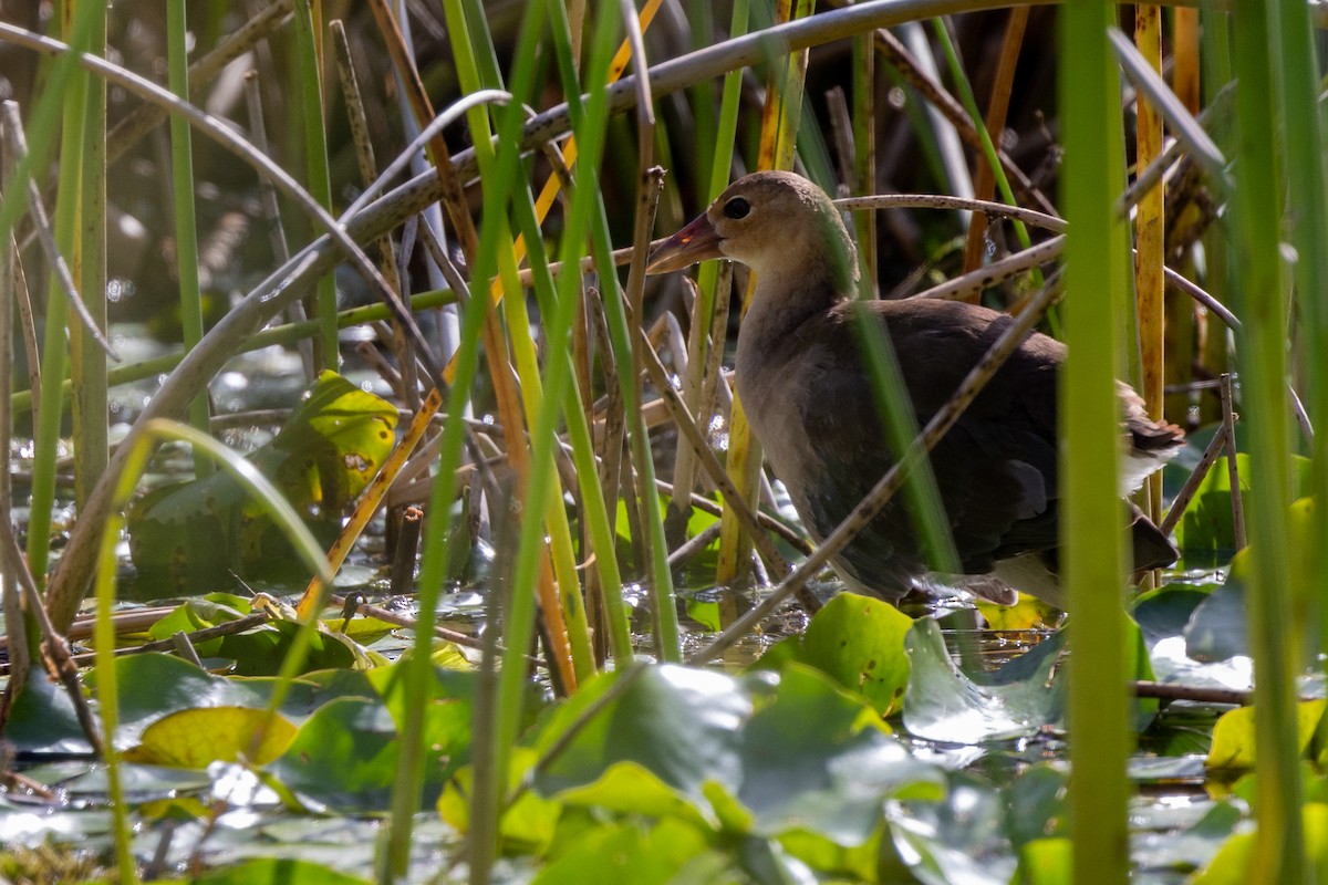 Purple Gallinule - ML620526055