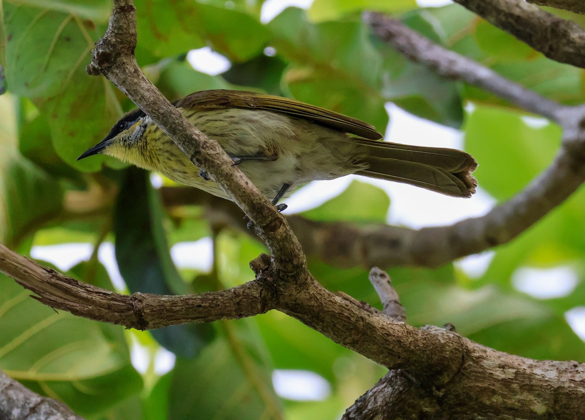 Varied Honeyeater - ML620526058