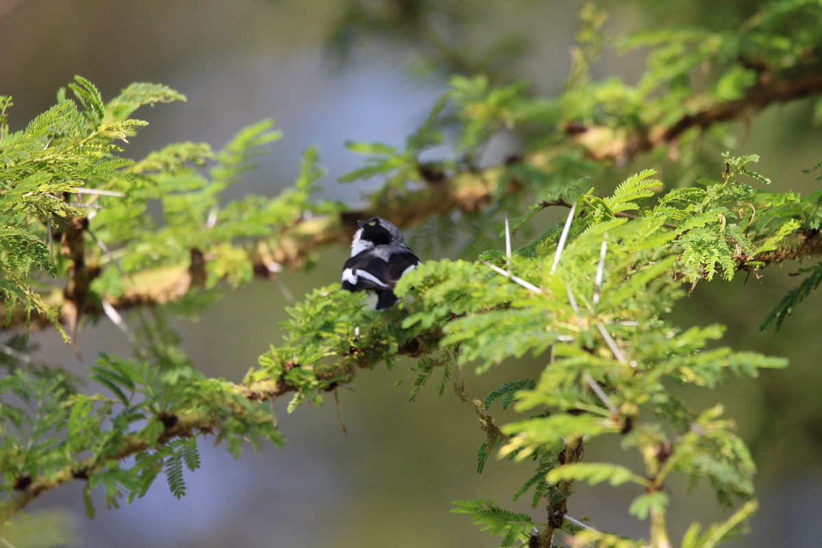 Chinspot Batis - Premkumar Vadapalli