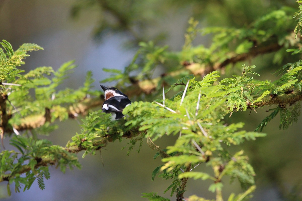 Chinspot Batis - ML620526061