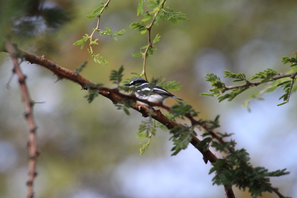 Chinspot Batis - ML620526062