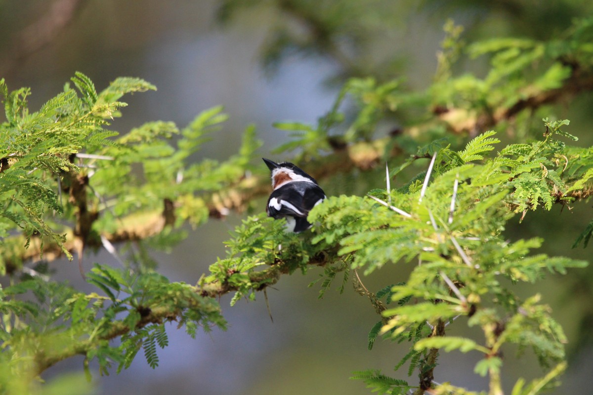 Chinspot Batis - Premkumar Vadapalli