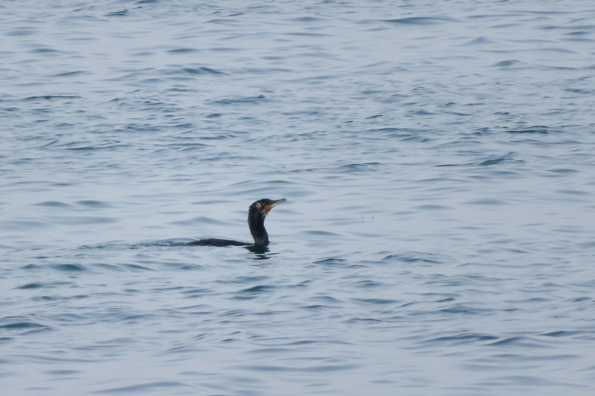 Great Cormorant - ML620526066