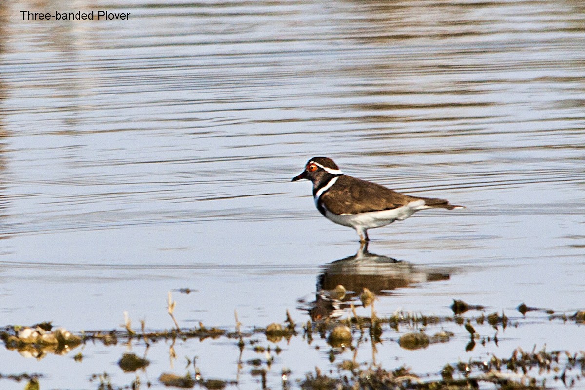 Three-banded Plover - ML620526070