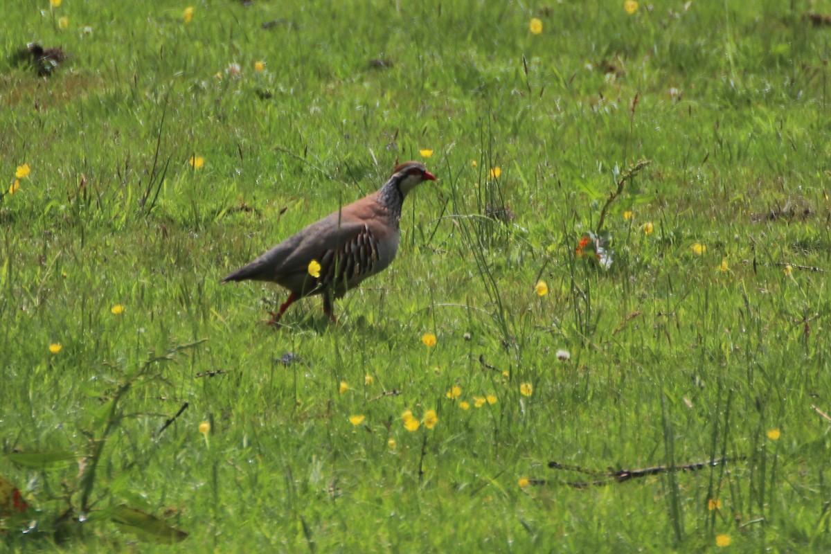 Red-legged Partridge - ML620526071