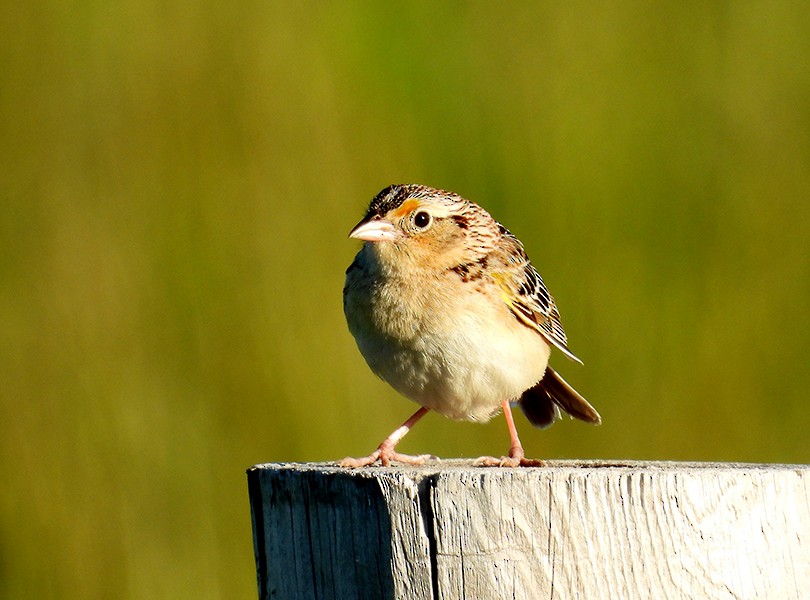 Grasshopper Sparrow - ML620526074