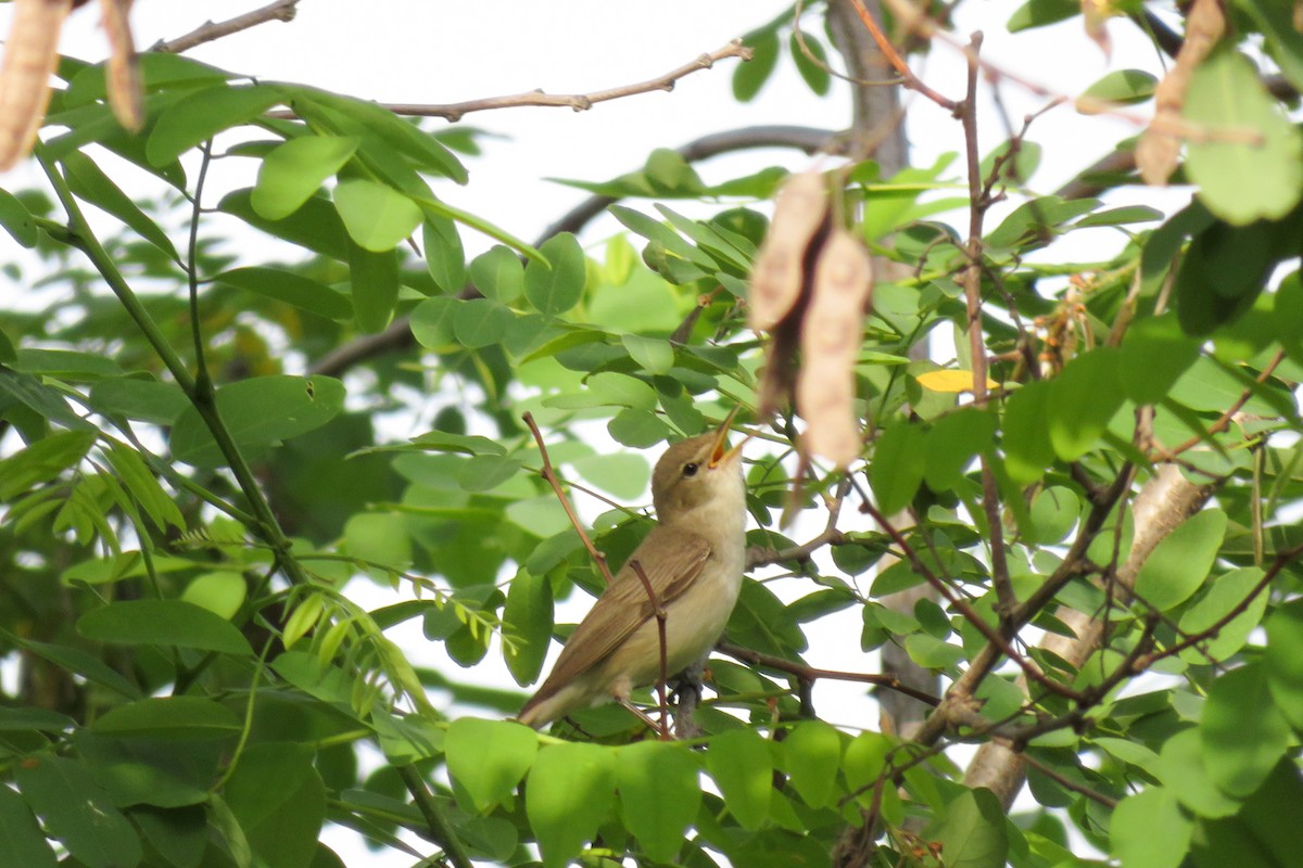 Eastern Olivaceous Warbler - ML620526075