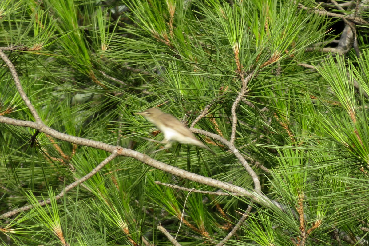 Eastern Olivaceous Warbler - Antonina V