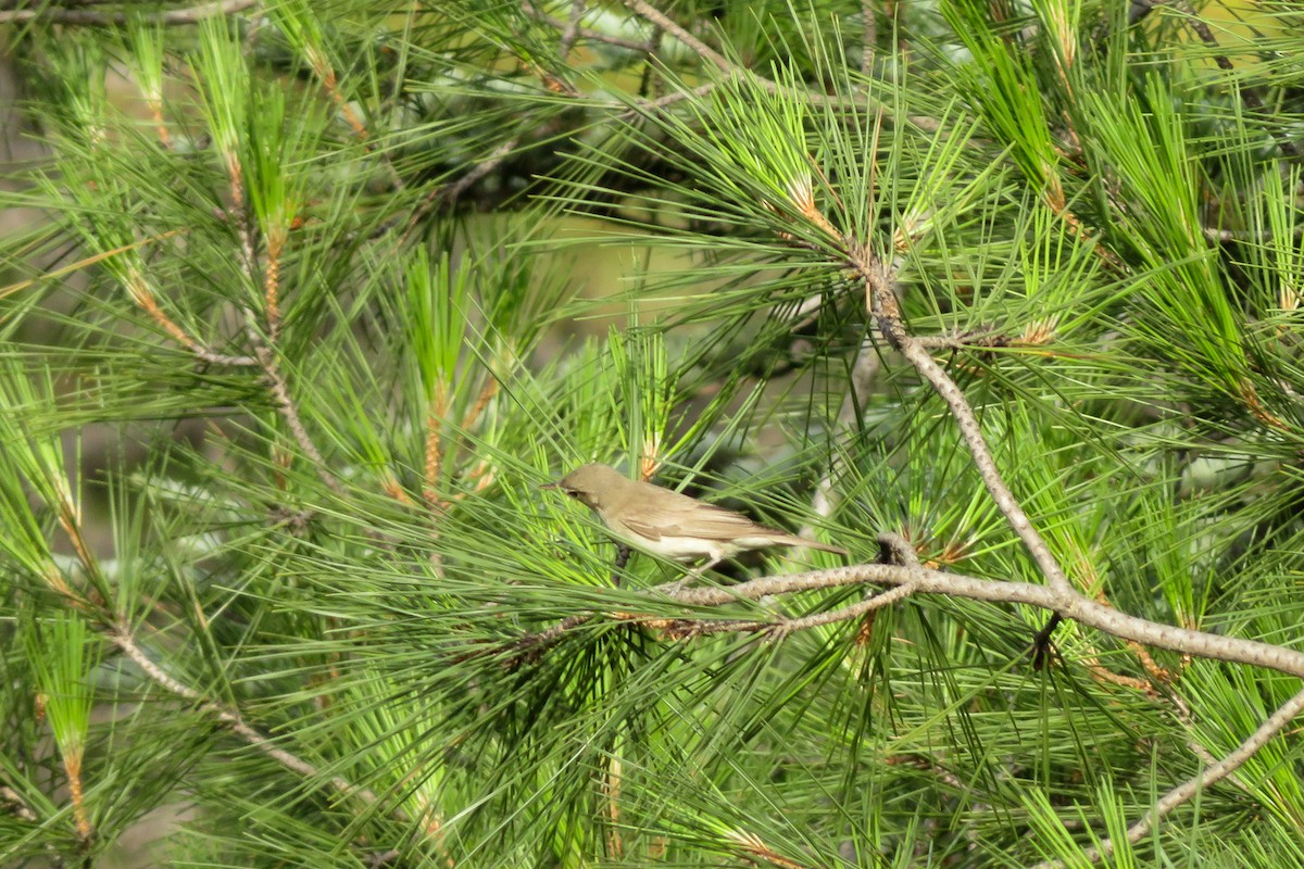 Eastern Olivaceous Warbler - ML620526080