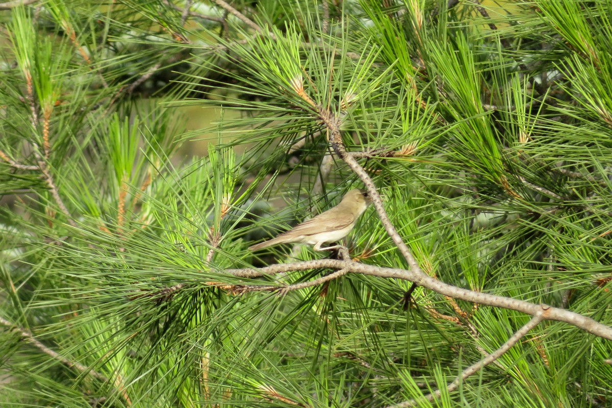 Eastern Olivaceous Warbler - Antonina V