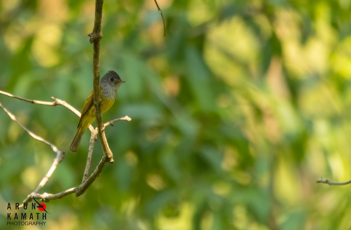 Gray-headed Canary-Flycatcher - ML620526092