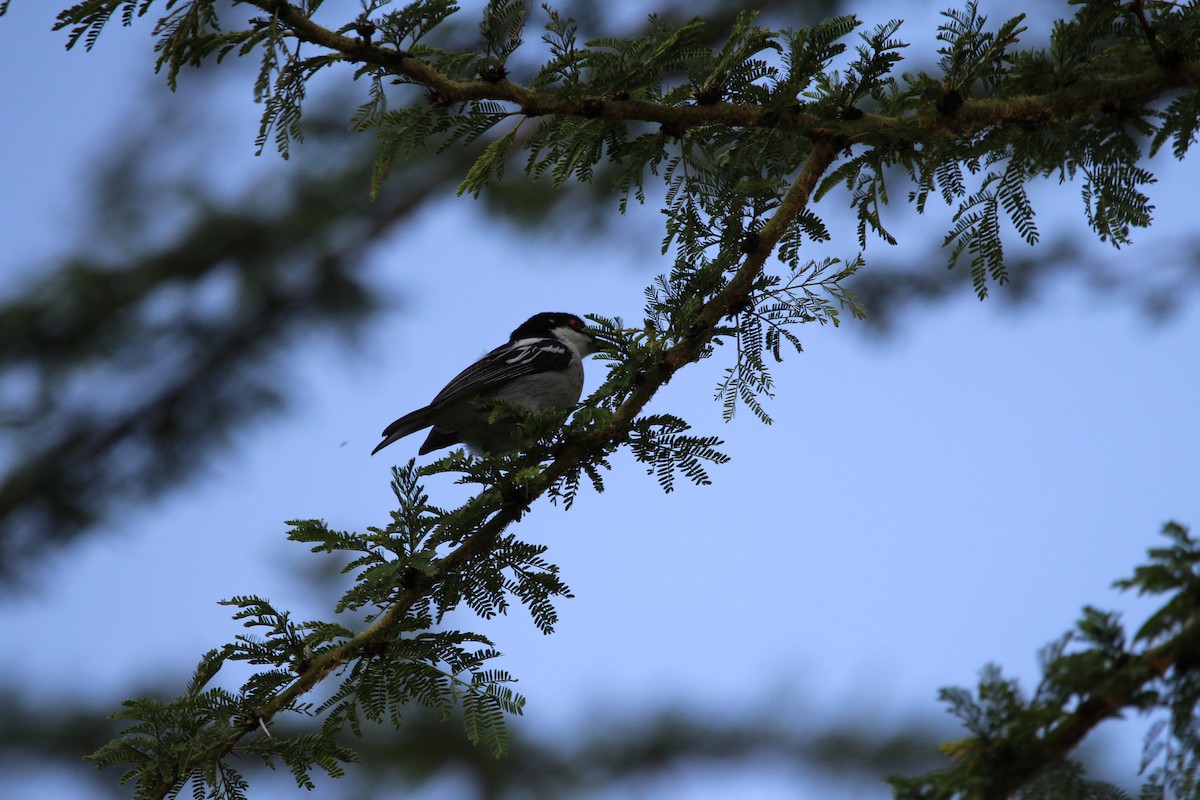 Black-backed Puffback - ML620526098