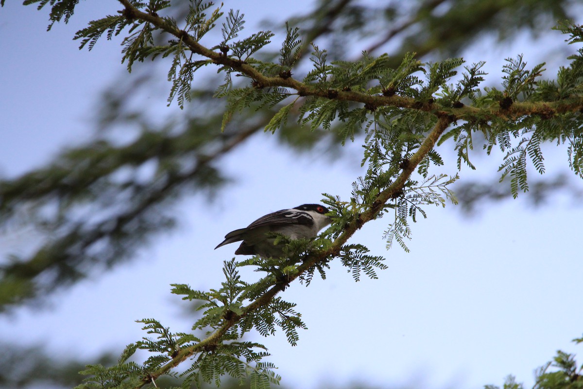 Black-backed Puffback - ML620526099