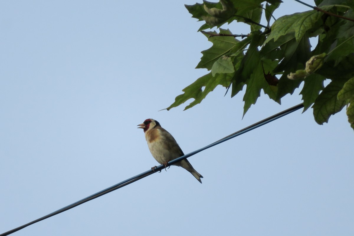 Chardonneret élégant - ML620526102