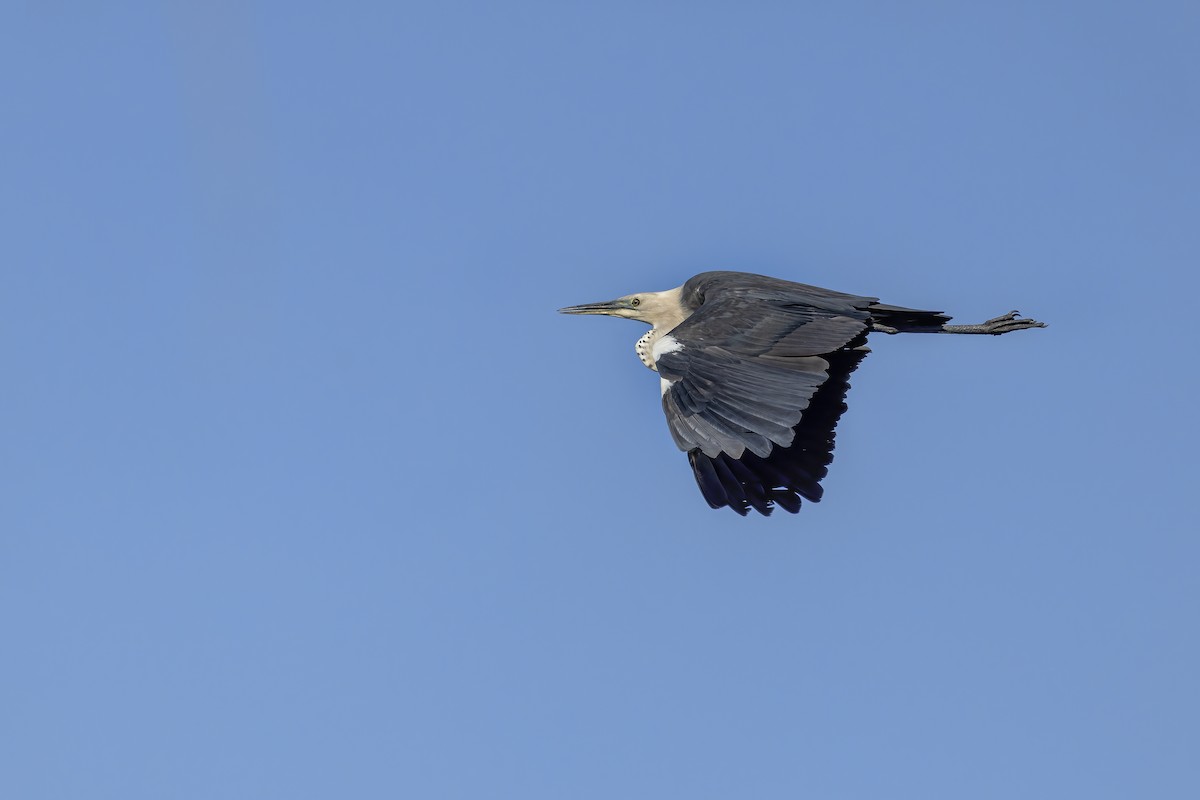 Pacific Heron - ML620526107