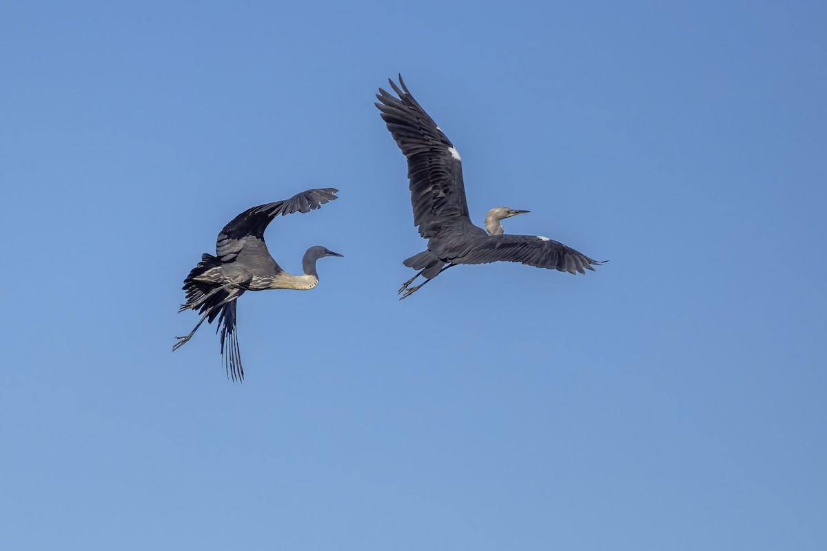 Pacific Heron - ML620526108