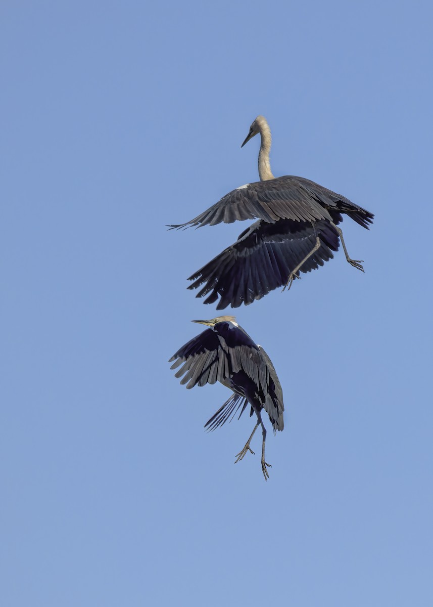 Pacific Heron - ML620526109