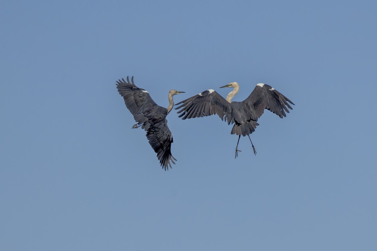 Pacific Heron - ML620526110