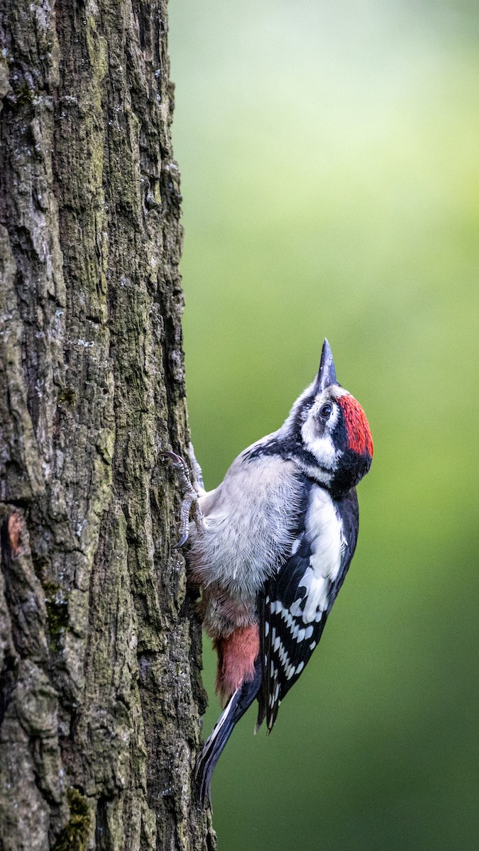 Great Spotted Woodpecker - ML620526116