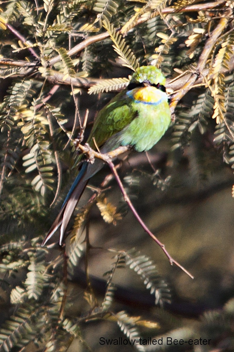 Swallow-tailed Bee-eater - ML620526117