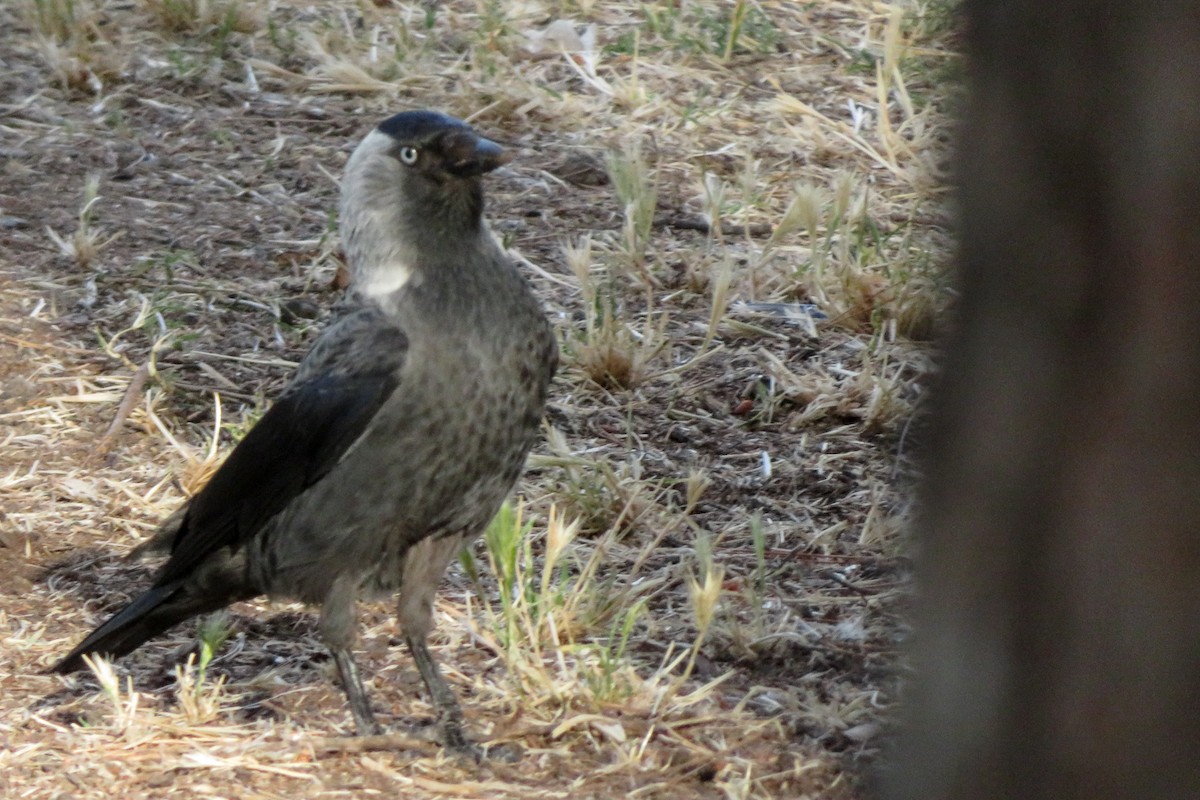 Eurasian Jackdaw - ML620526119