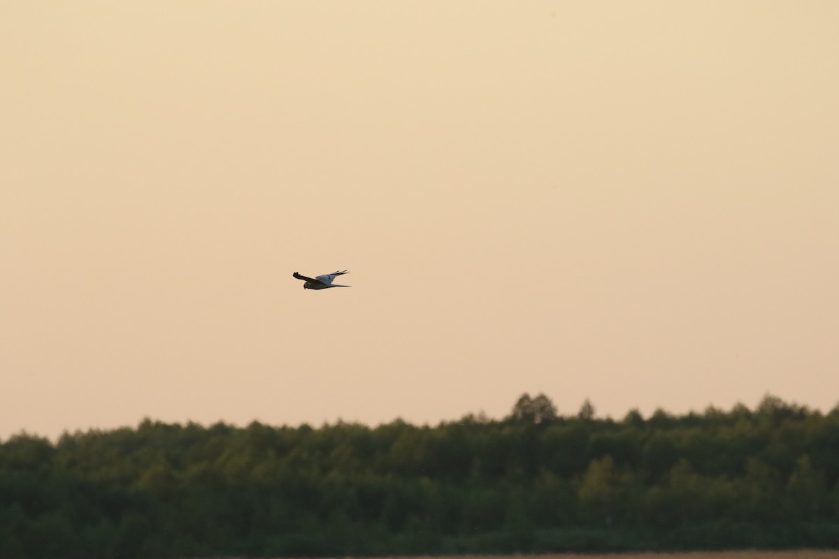 Montagu's Harrier - ML620526120