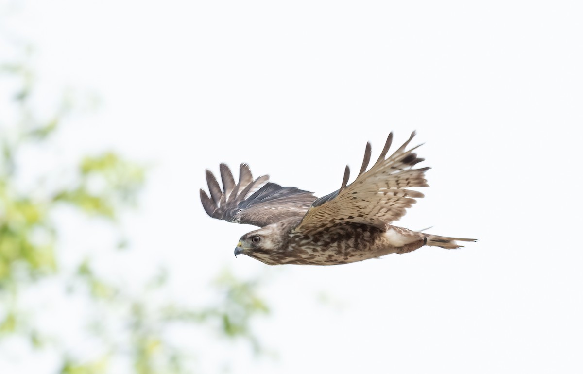 Broad-winged Hawk - ML620526121