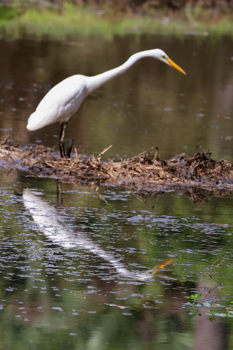 Great Egret - ML620526122