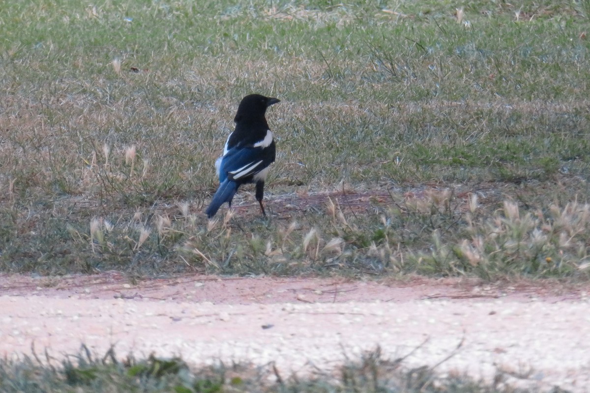 Eurasian Magpie - ML620526126