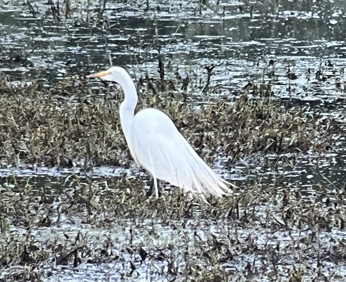 Great Egret - ML620526128