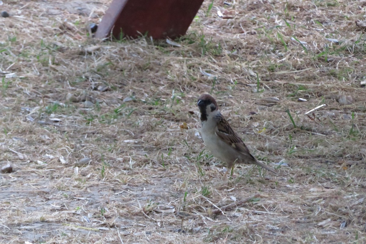 Eurasian Tree Sparrow - Antonina V