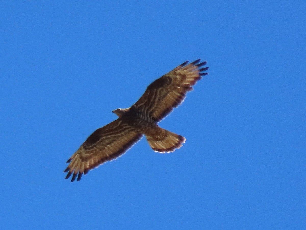 European Honey-buzzard - ML620526135