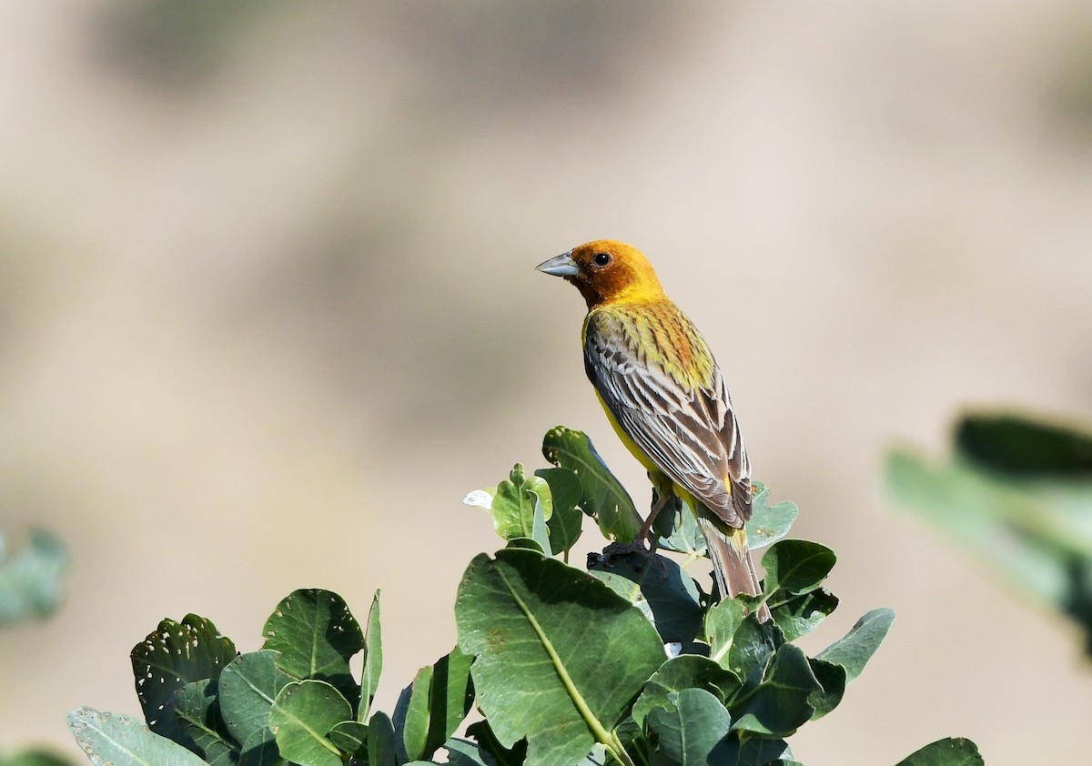 Red-headed Bunting - ML620526137