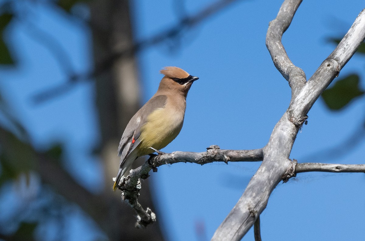 Cedar Waxwing - ML620526138