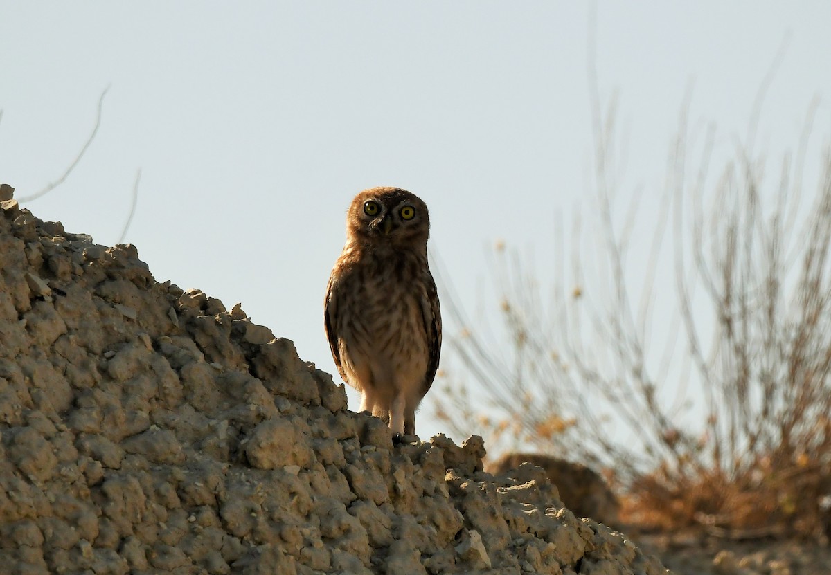 Little Owl - Vahid Ashrafi