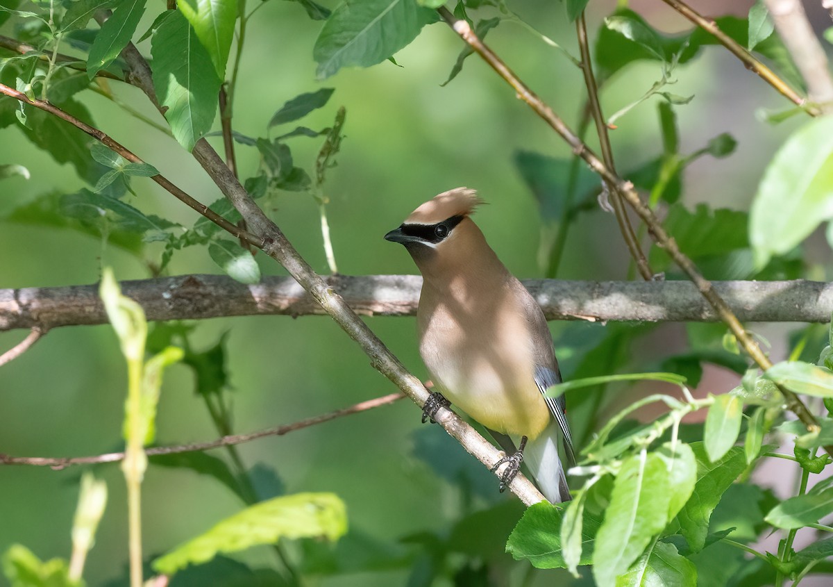 Cedar Waxwing - ML620526141