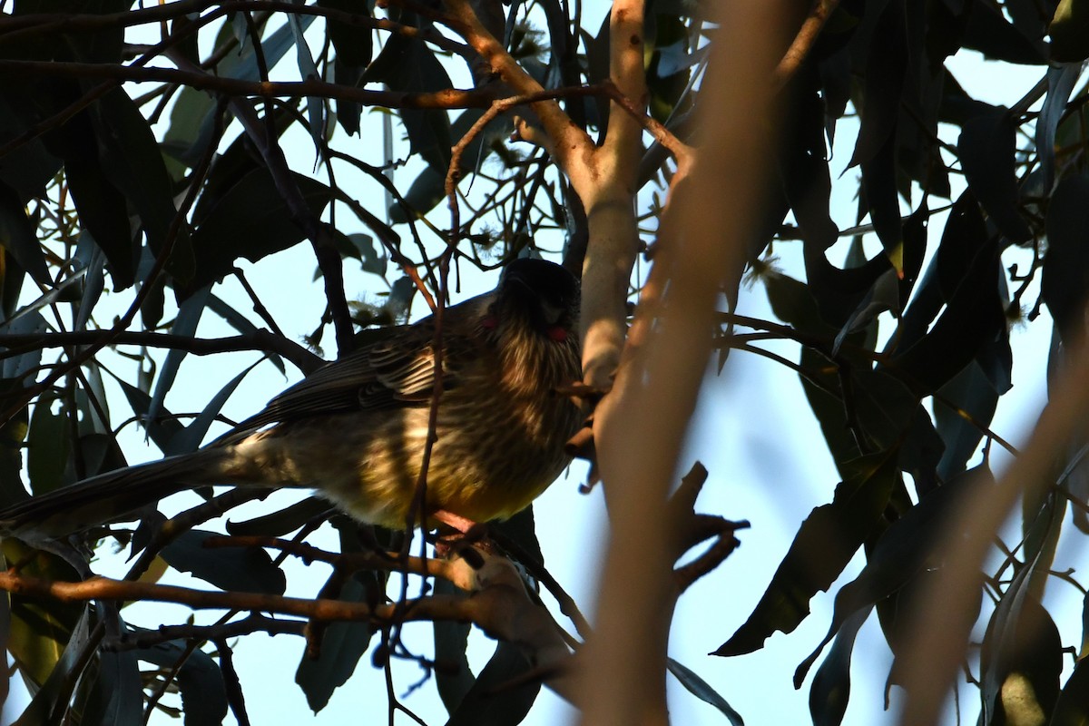 Red Wattlebird - ML620526148