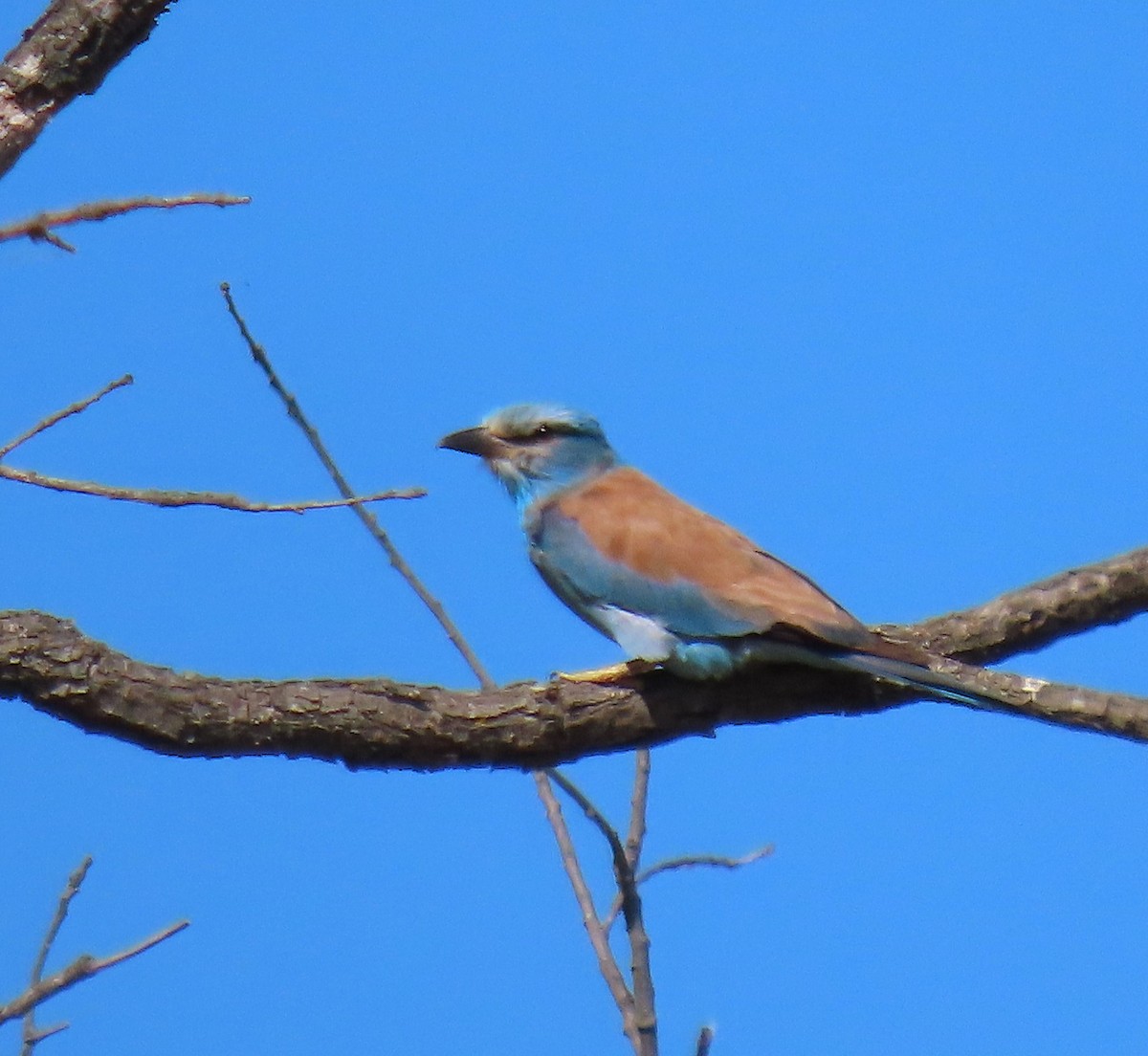 European Roller - ML620526150