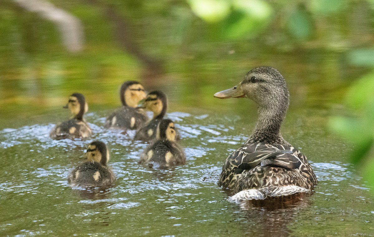 Canard colvert - ML620526151