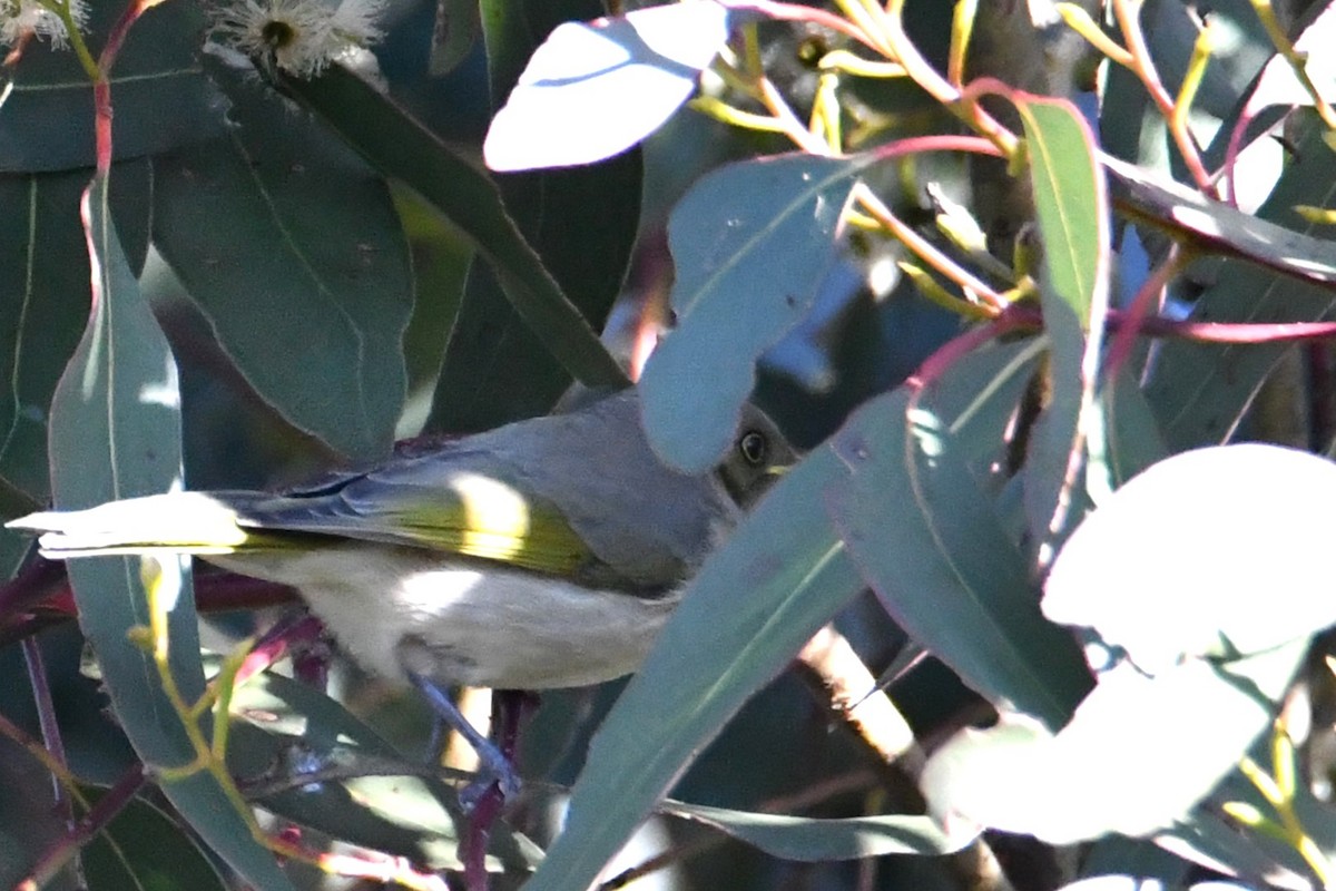 Fuscous Honeyeater - ML620526155