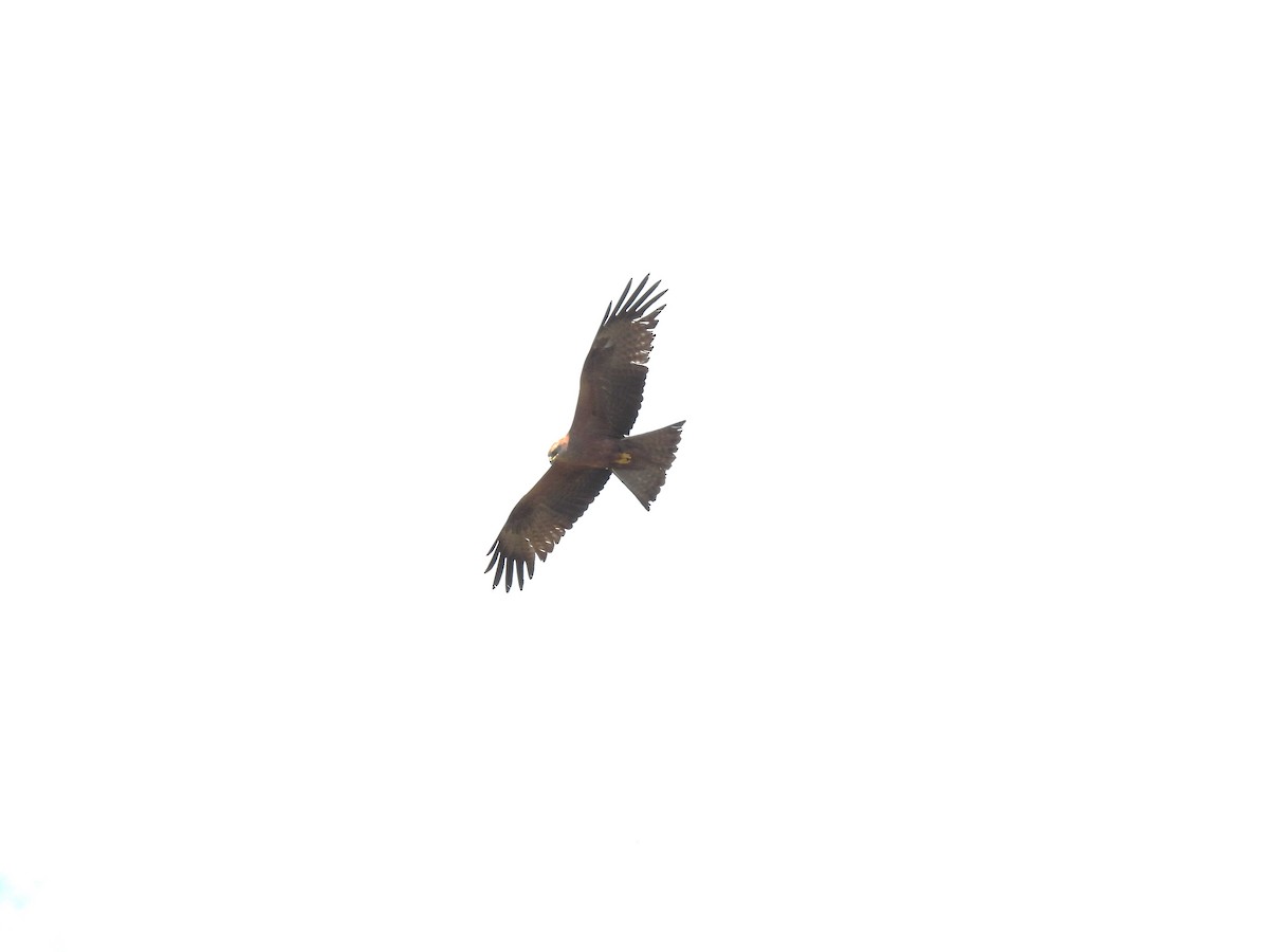 Black Kite - ML620526156