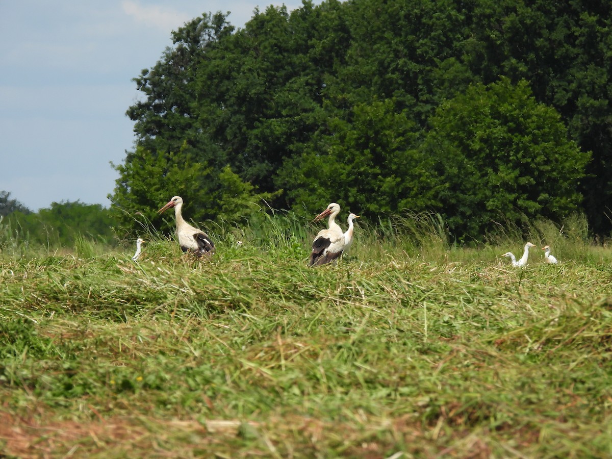 White Stork - ML620526157