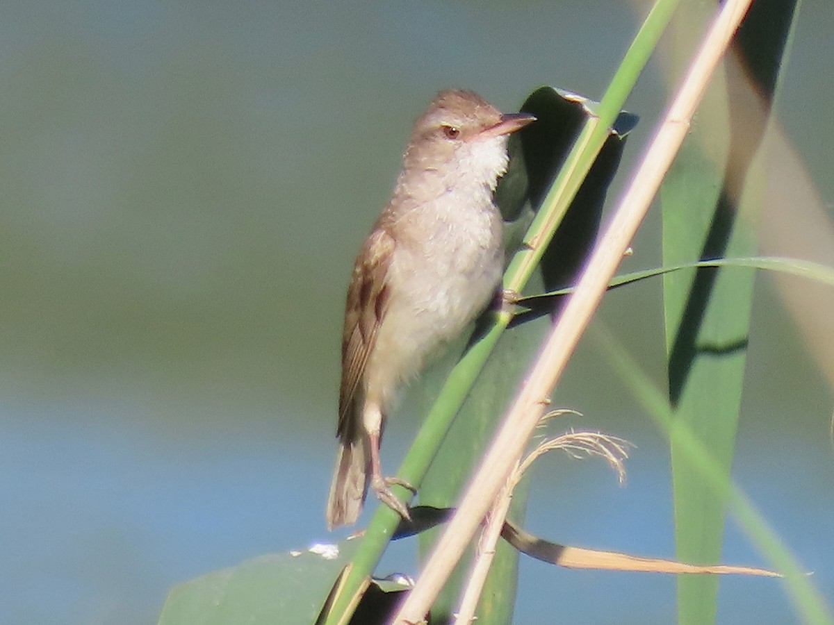 Дроздовидная камышевка - ML620526159