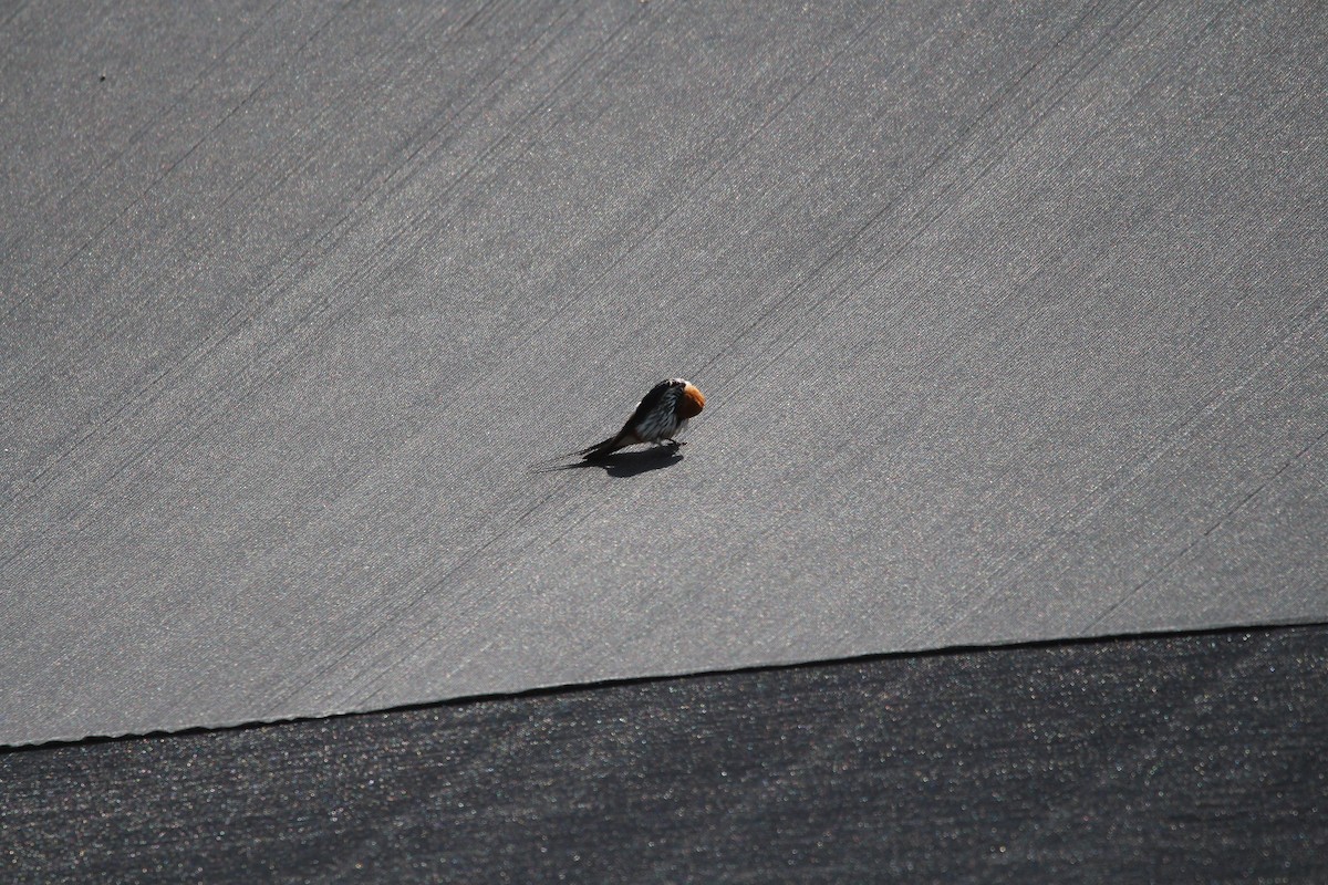 Lesser Striped Swallow - ML620526162