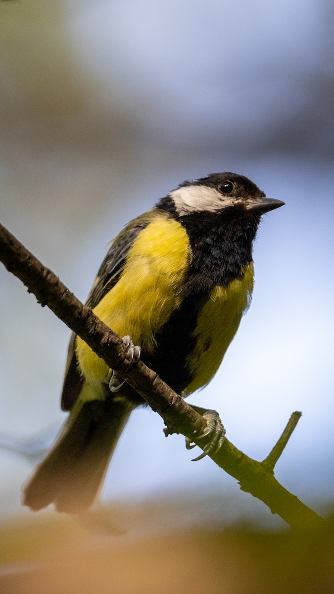 Mésange charbonnière - ML620526167