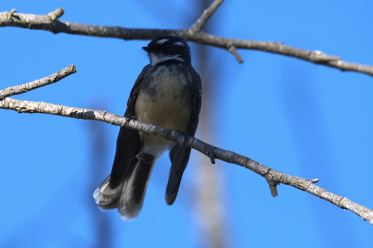 Gray Fantail - ML620526173